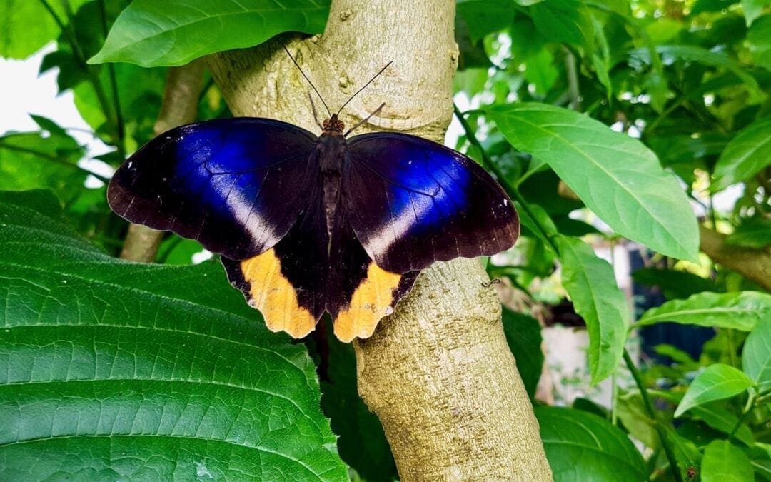 Magic of Life Butterfly House