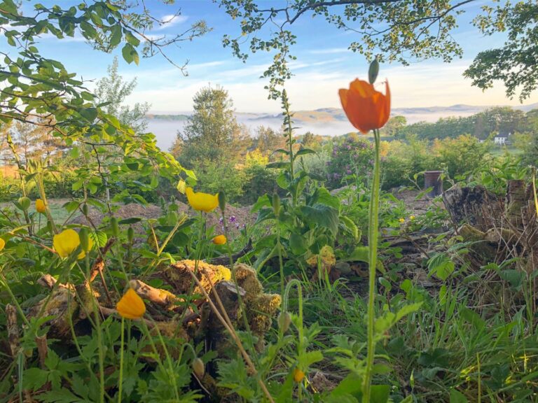 Lois Wassall 1 768x576