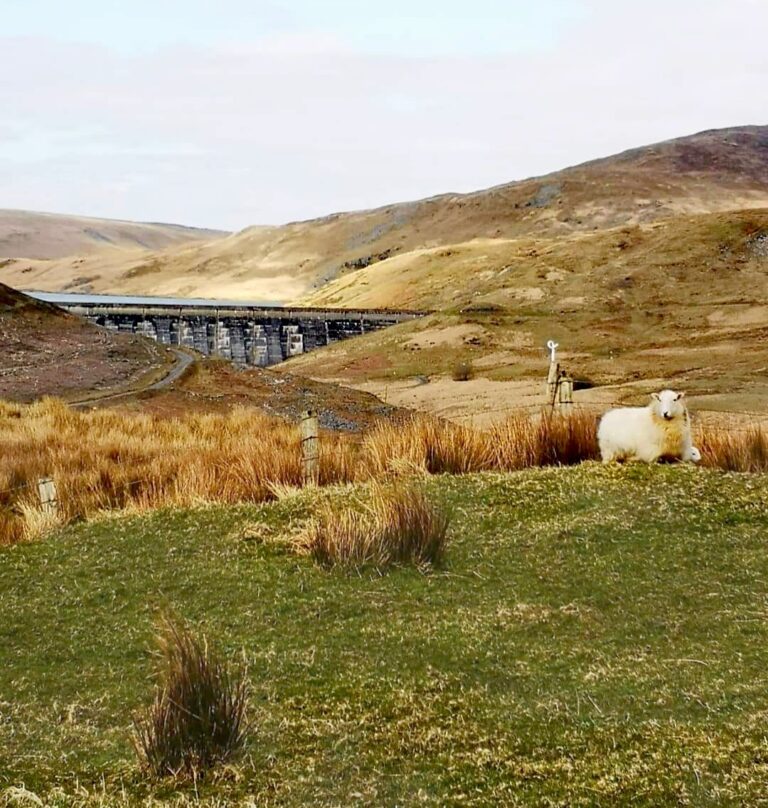 Magi Jones 1 768x808