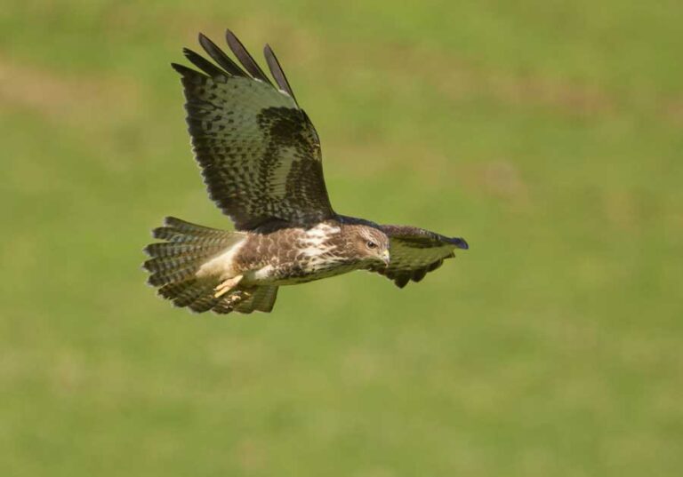 peregrine lrg 768x537