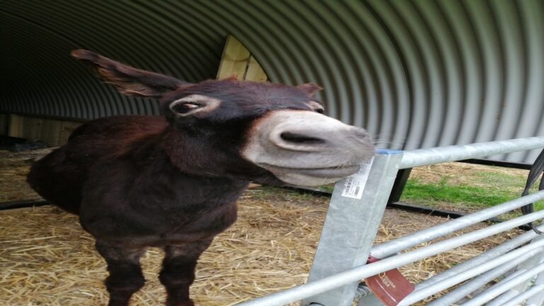 IMG 20210710 190340 2 768x432