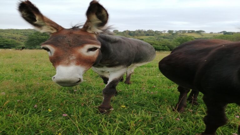 IMG 20210723 202901 2 768x432