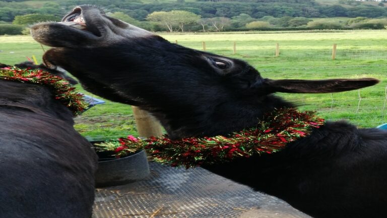 IMG 20211006 153559 2 768x432