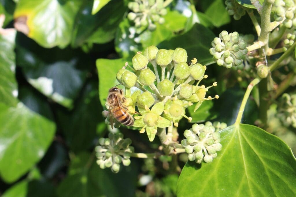 Hedra helix Ivy 5 1024x683