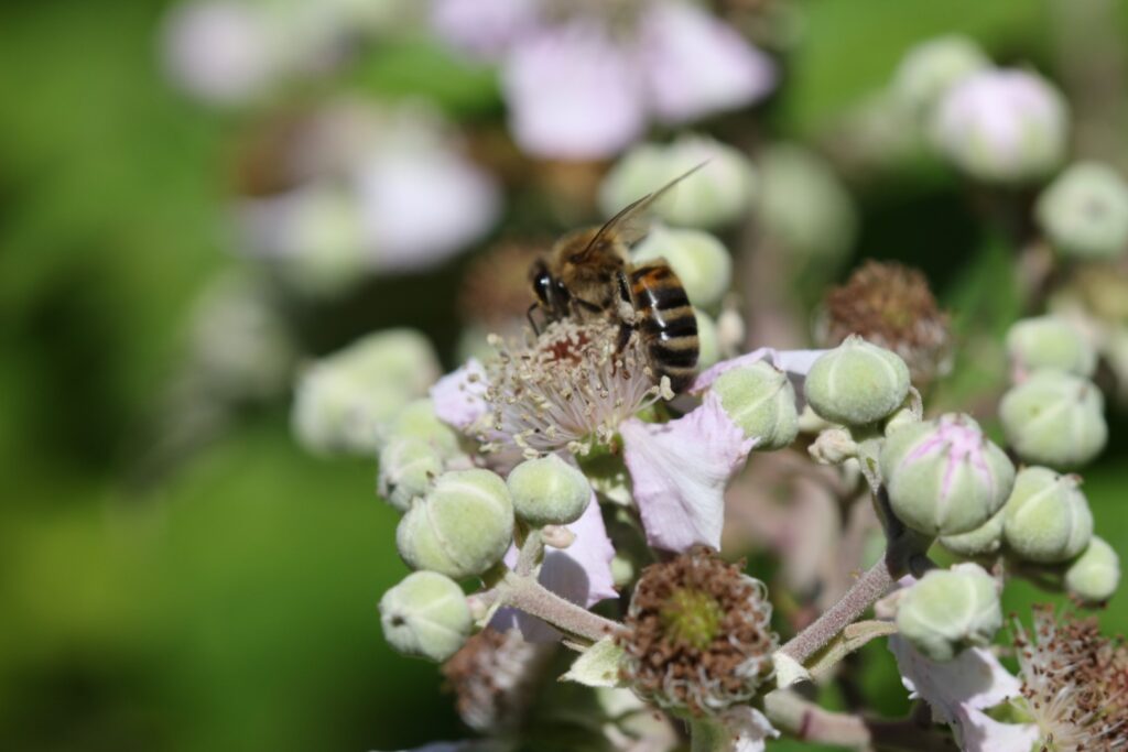 Rubus fruticosus  Bramble Devils Bridge 010717 45 1024x683